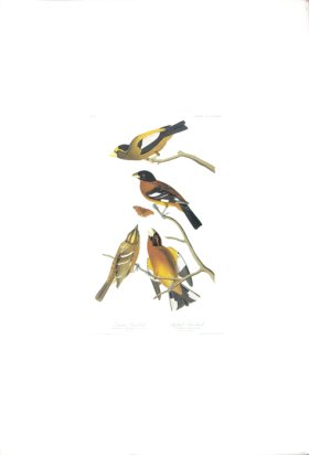 Evening Grosbeak