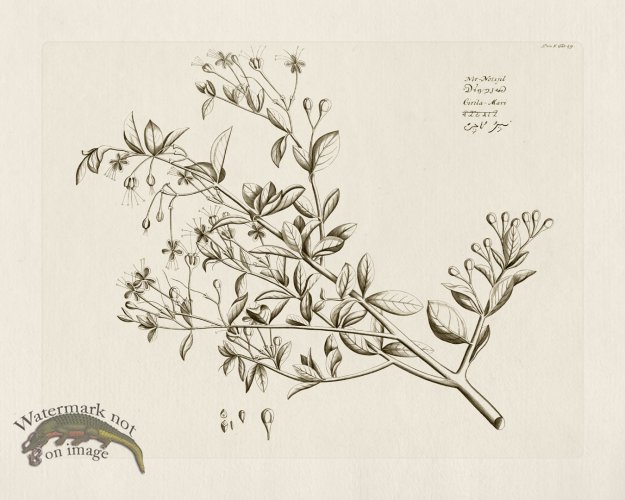 (image for) HORTUS VOl 05 49