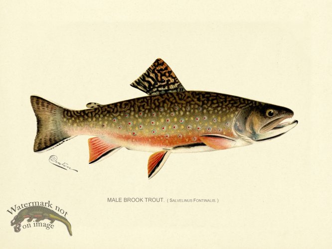 (image for) Trout - Brook Male