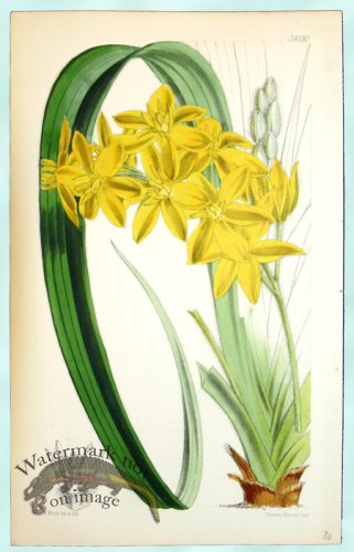 (image for) Curtis Orchids 18