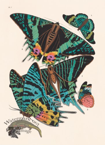 (image for) Seguy Butterfly 07