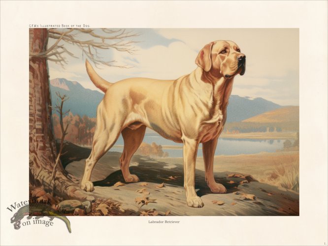 (image for) CFA Dog Labrador Retriever 01