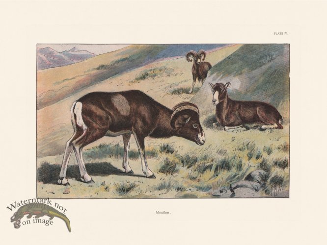 (image for) Les Chiens 073