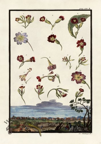 (image for) Volckamer 092