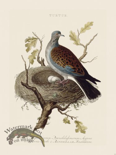 (image for) Nozeman Bird 125