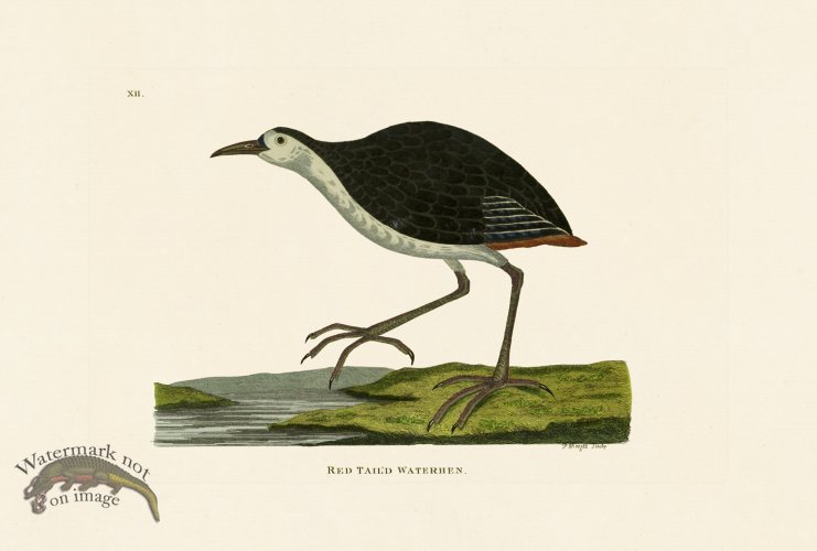 (image for) Pennant Zoology 020