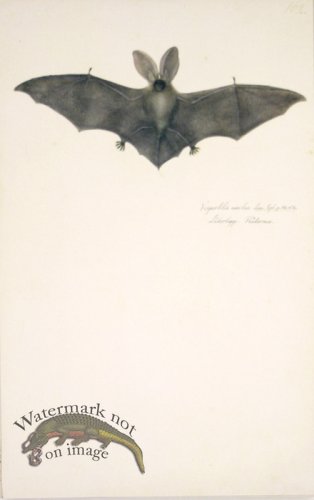 (image for) 162 Swedish Birds . Vespertilio Auritus.Long-Eared Bat