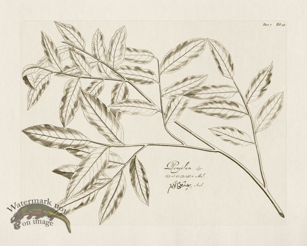 (image for) HORTUS VOl 07 59