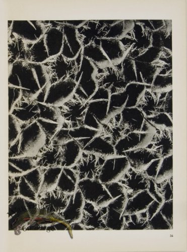 (image for) Blossfeldt T 034