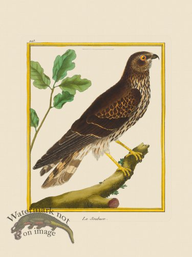 (image for) Martinet Bird 443