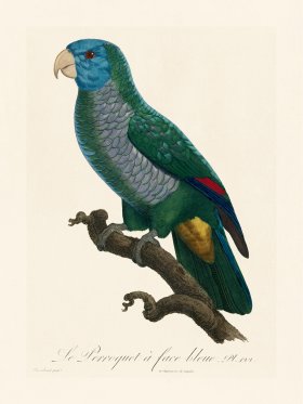 Barraband Parrot 122