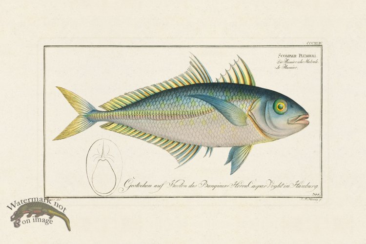 (image for) BLOCH FISH 344