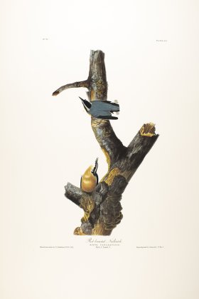 Red-Breasted Nuthatch