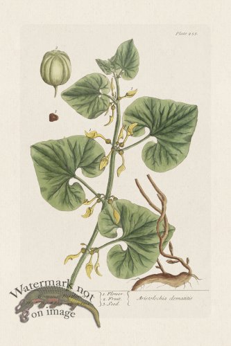 (image for) BEE 255 Creeping Birthnort