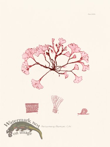 (image for) Bradbury Seaweed 080