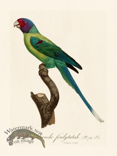 (image for) Barraband Parrot 074
