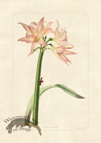 (image for) Edward bury 44