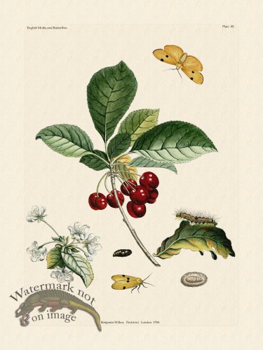 (image for) Wilkes Butterflies 085