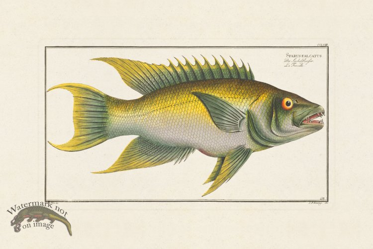 (image for) BLOCH FISH 258