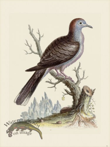 (image for) Edwards 016 Barred Dove