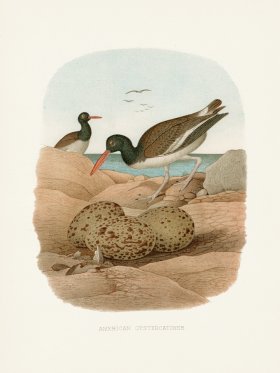 Thomas Gentry Bird 44