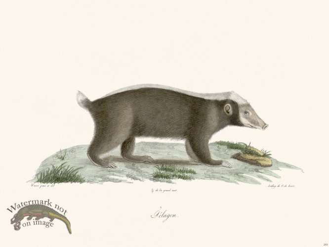 (image for) Cuvier 203 Sunda Stink Badger