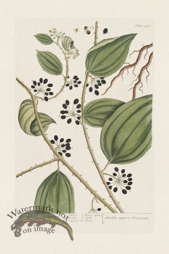 (image for) BEE 393 Sarsaparilla of America