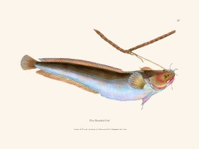 037 Five Bearded Cod