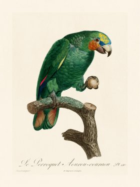 Barraband Parrot 110