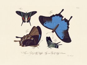 Jablonsky Butterfly 051