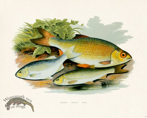 (image for) British FW 11