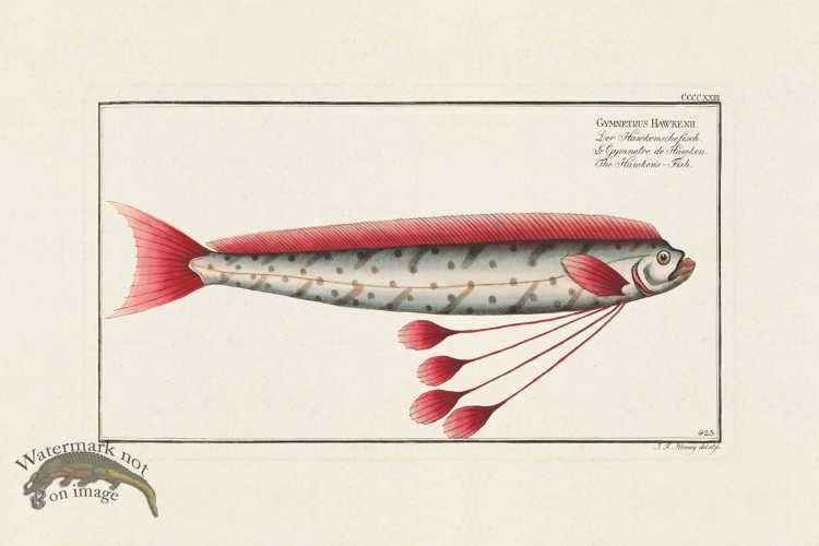 (image for) BLOCH FISH 423