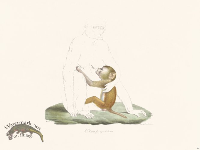 (image for) Cuvier 364 Rhesus