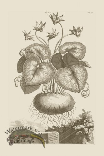 (image for) Abraham Munting 152