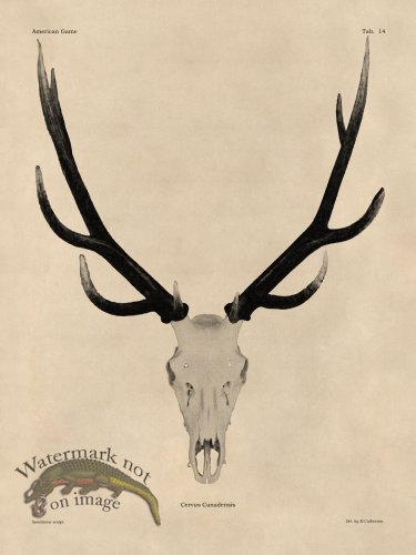 (image for) Tan Bones 14 Elk