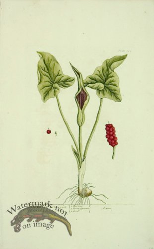 (image for) Blackwell E 37