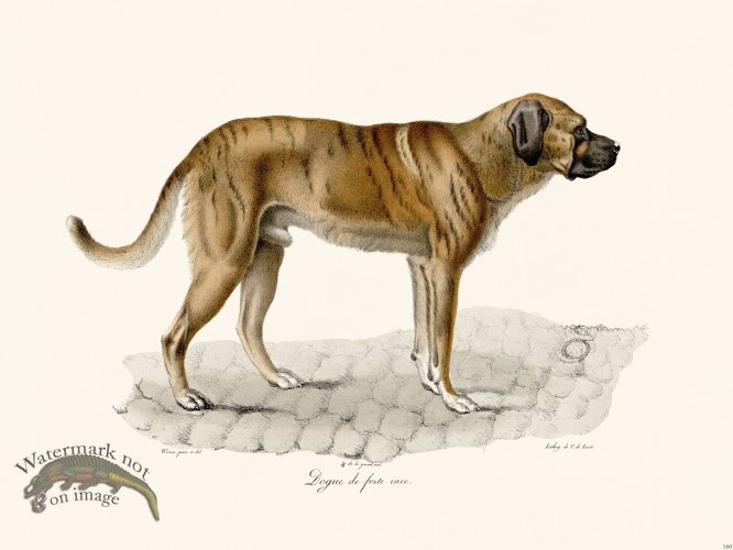 (image for) Cuvier 160 Mastiff