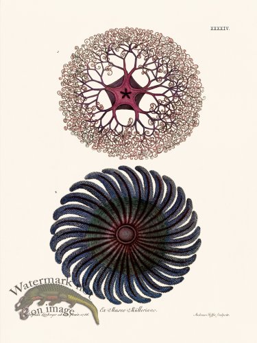 (image for) Knorr Sealife 44