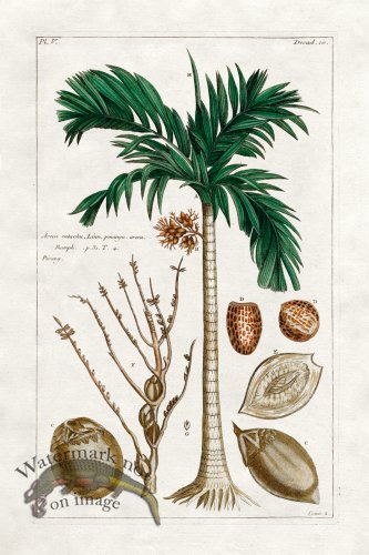 (image for) Buchoz Palm 04