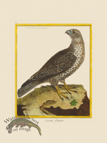 (image for) Martinet Bird 210