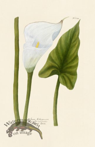 (image for) Weinmann PL 174