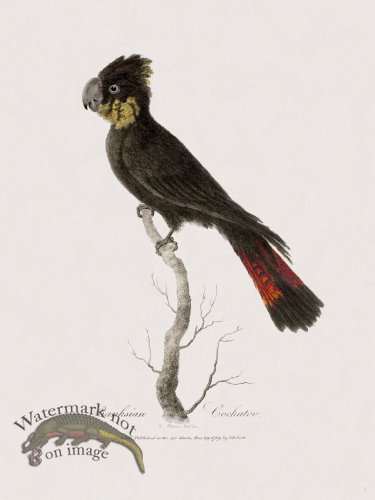 3 New Holland Caffowary