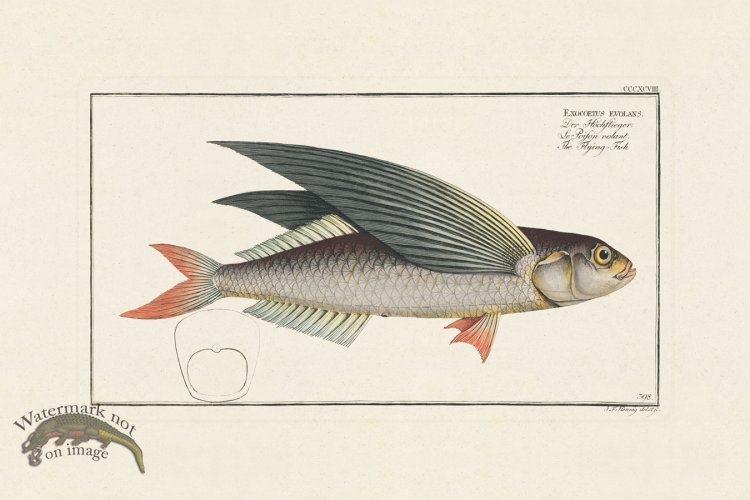 (image for) BLOCH FISH 398