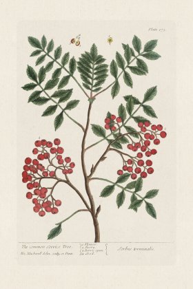 BEE 173 The Common Service Tree