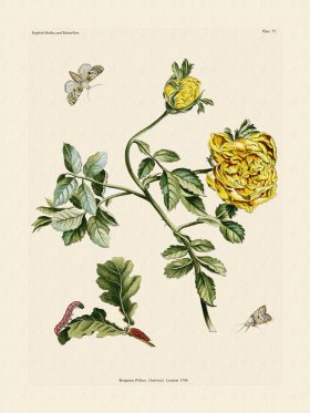 Wilkes Butterflies 073