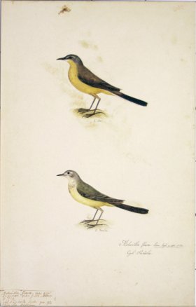 95 Swedish Birds . Motacilla Flava, Yellow Wagtail, M.F