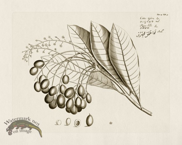 (image for) HORTUS VOL 04 09