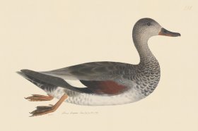 Rudbeck CFA 241 Godwall f