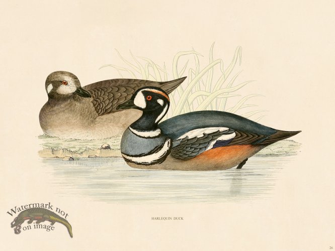 (image for) 26 Harlequin Duck