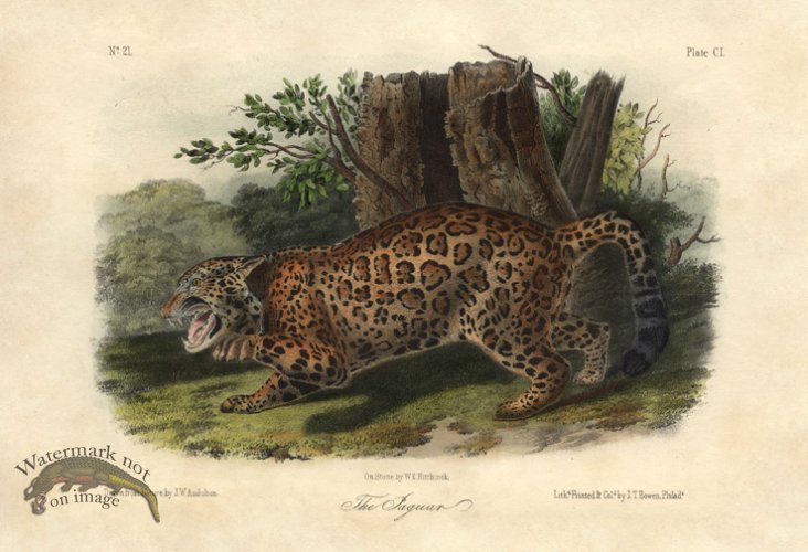 (image for) Jaguar